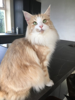 Afbeelding invoegen